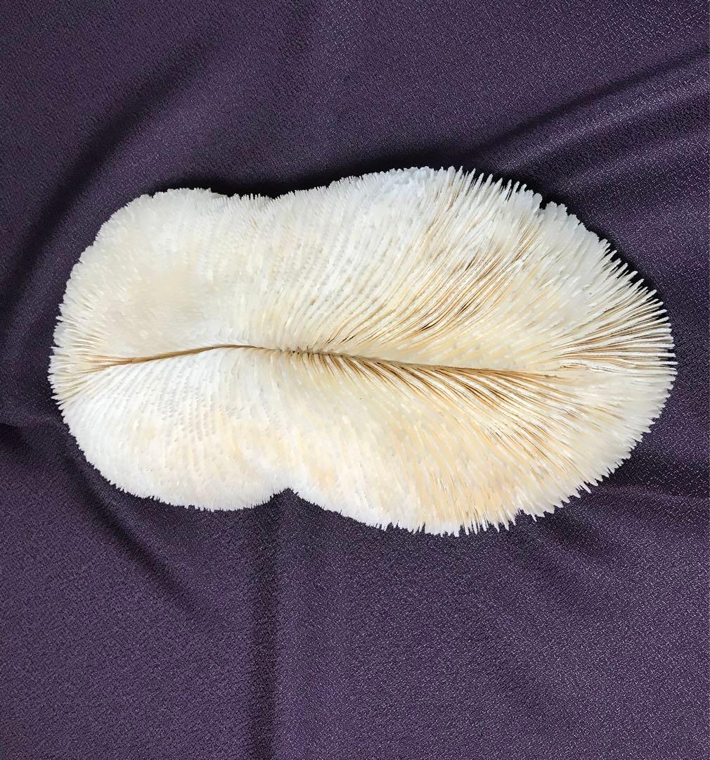 ❗️夏 珍品 平珊瑚❗️ 海からの自然の 贈り物❗️ とっても綺麗