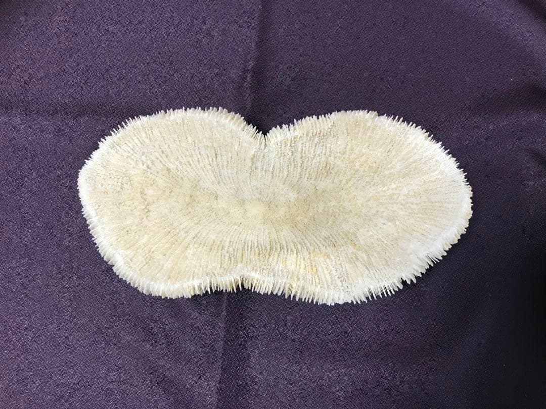 ❗️夏 珍品 平珊瑚❗️ 海からの自然の 贈り物❗️ とっても綺麗