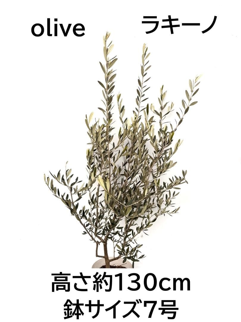 オリーブの木　ラキーノ　7号　約130cm　K-316　現品掲載