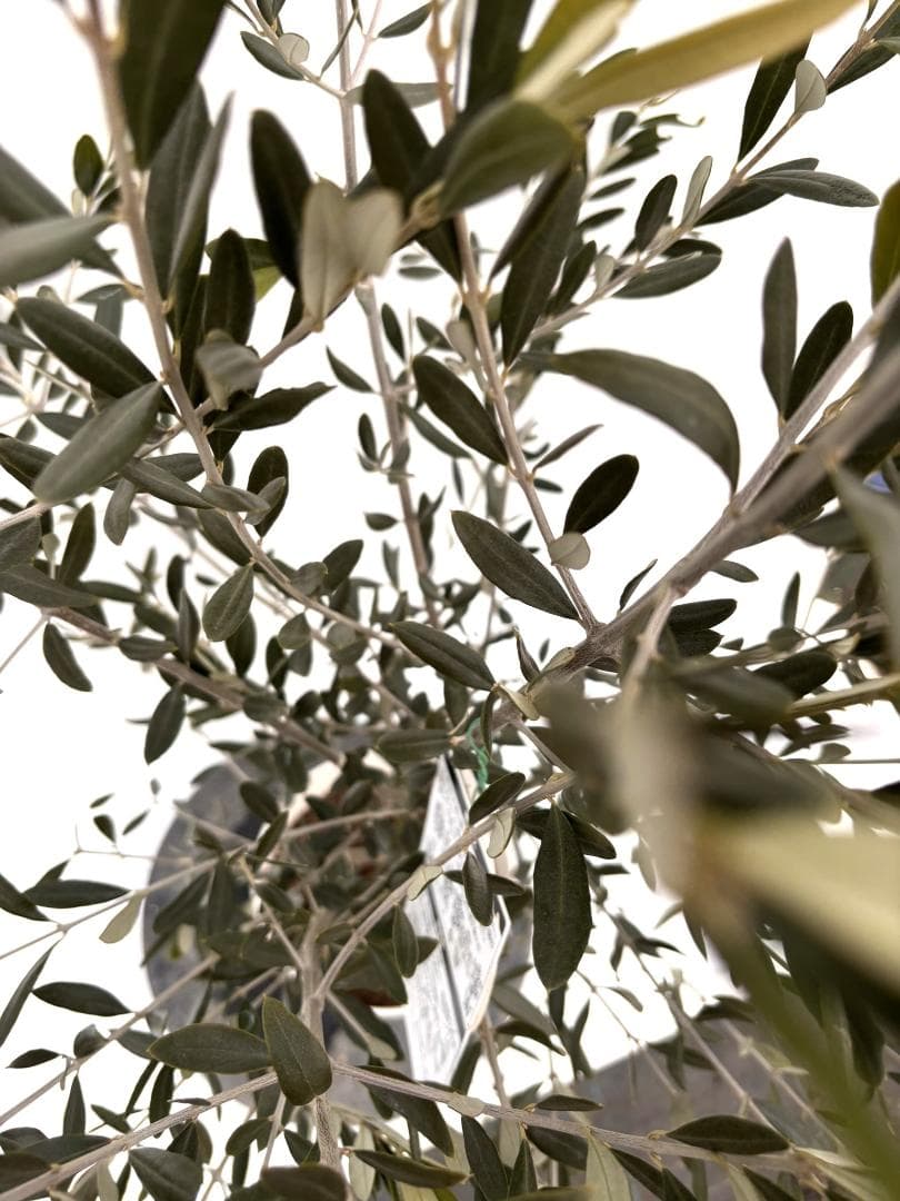 オリーブの木　ラキーノ　7号　約130cm　K-316　現品掲載