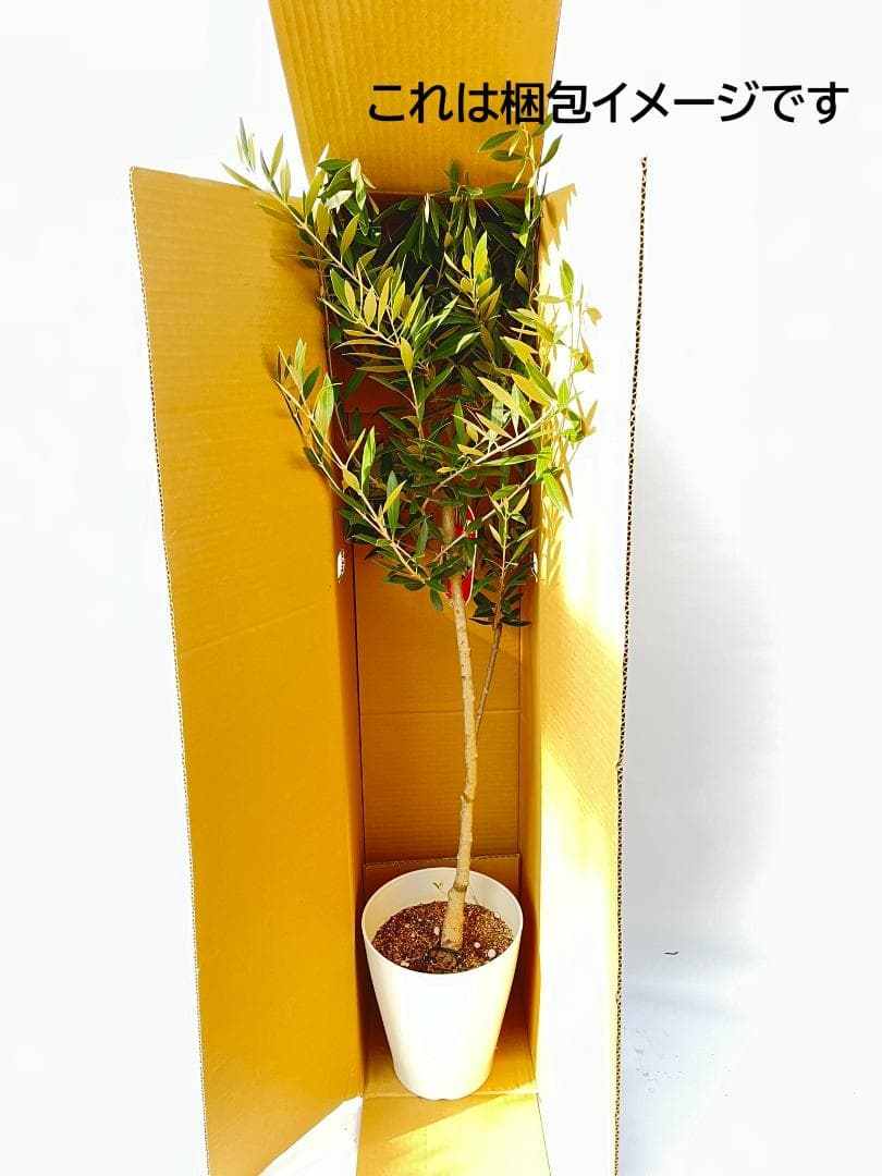 オリーブの木　ラキーノ　7号　約130cm　K-316　現品掲載