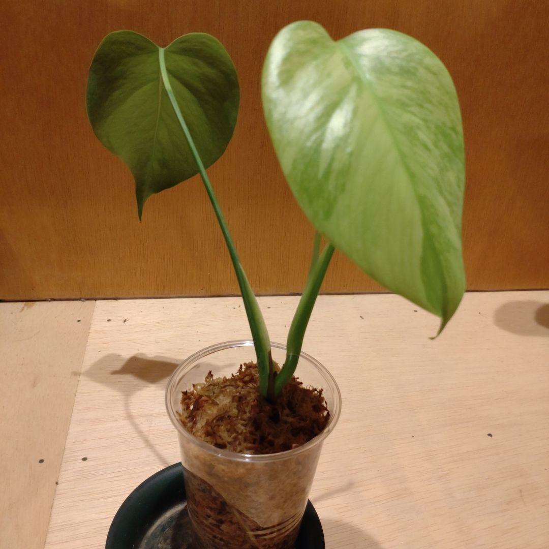 モンステラ ボルシギアナ セブブルーミント 斑入り