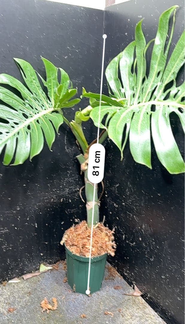 ド*合様 モンステラデリシオーサマクロコズム超希少系統鉢植え81㎝