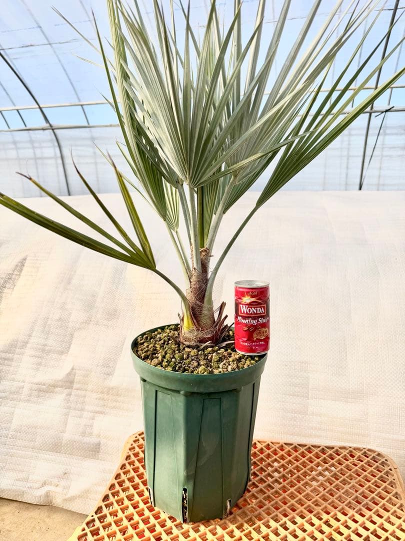 ブラヘアアルマータ　【葉が詰まった極上株】