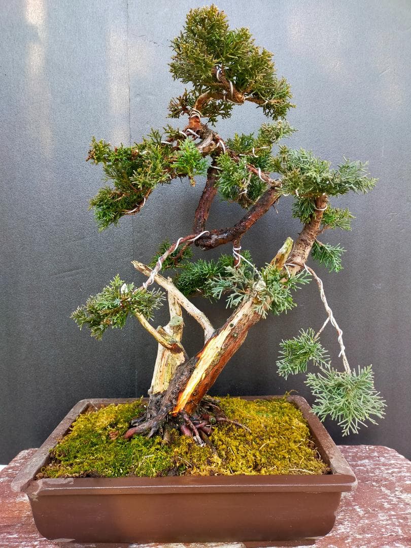 真柏盆栽　糸魚川真柏　シャリ幹