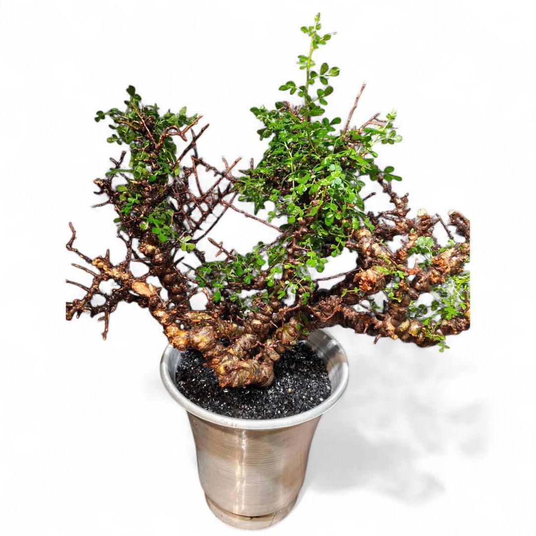 超コレクション株 超デカ コミフォラ　エイル発根保証 ボコ肌 鉢▪️化粧砂付き