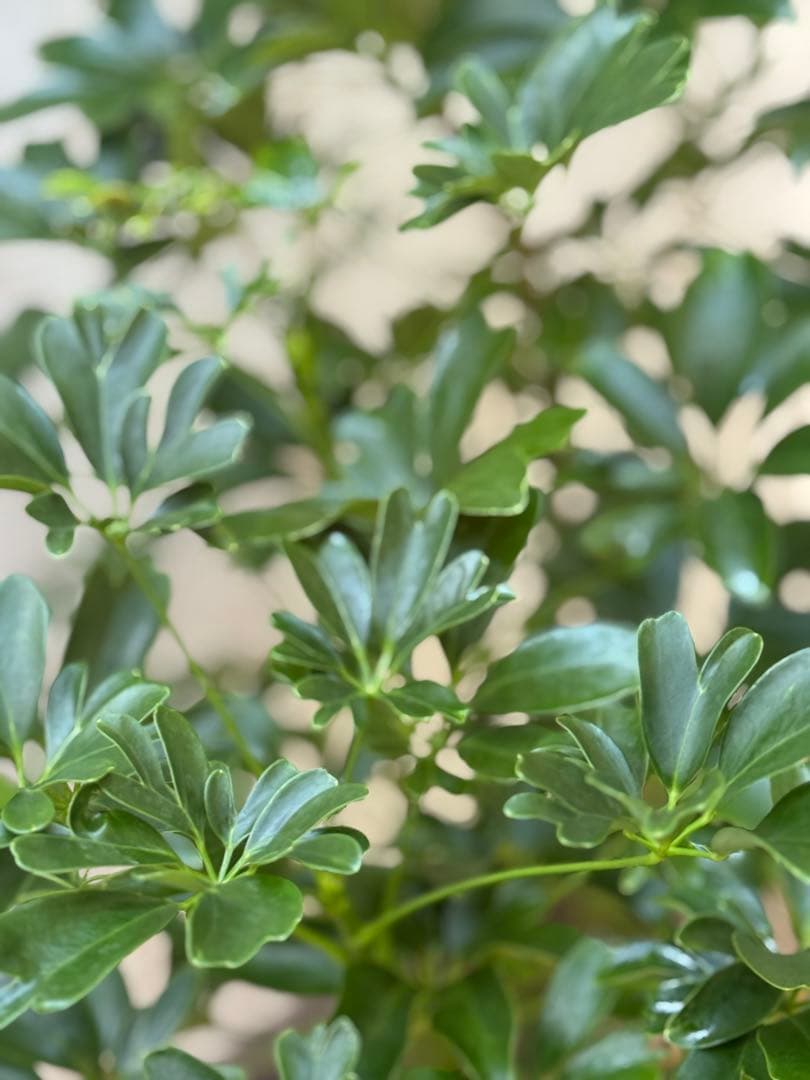 ☆ シェフレラ レナータ♪ 96cm ボリューム感◎