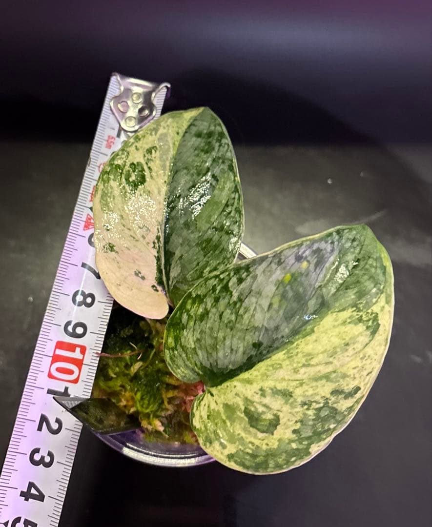 スキンダプサス　レア　セット　H3