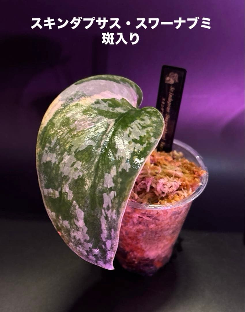 スキンダプサス　レア　セット　H3