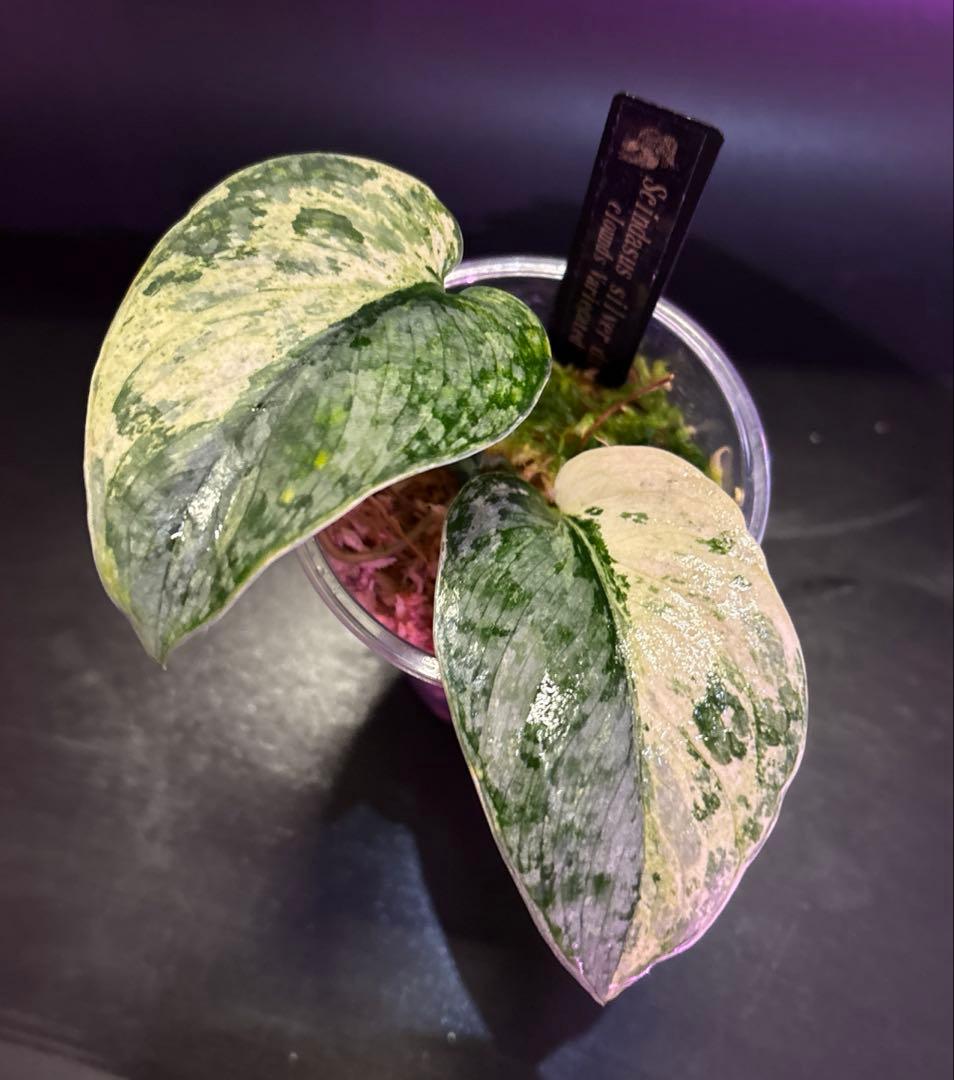 スキンダプサス　レア　セット　H3