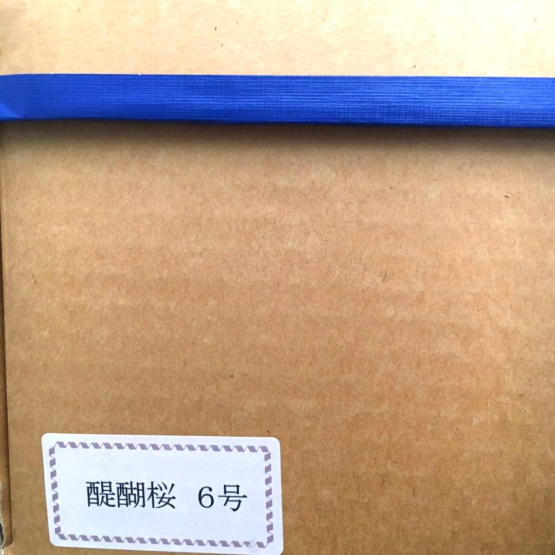 特選◯醍醐桜　6号◯雛人形　ひな祭り　雛道具　橘桜