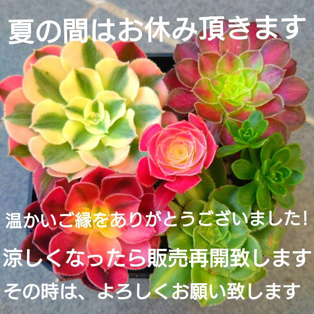 多肉植物アエオニウム
