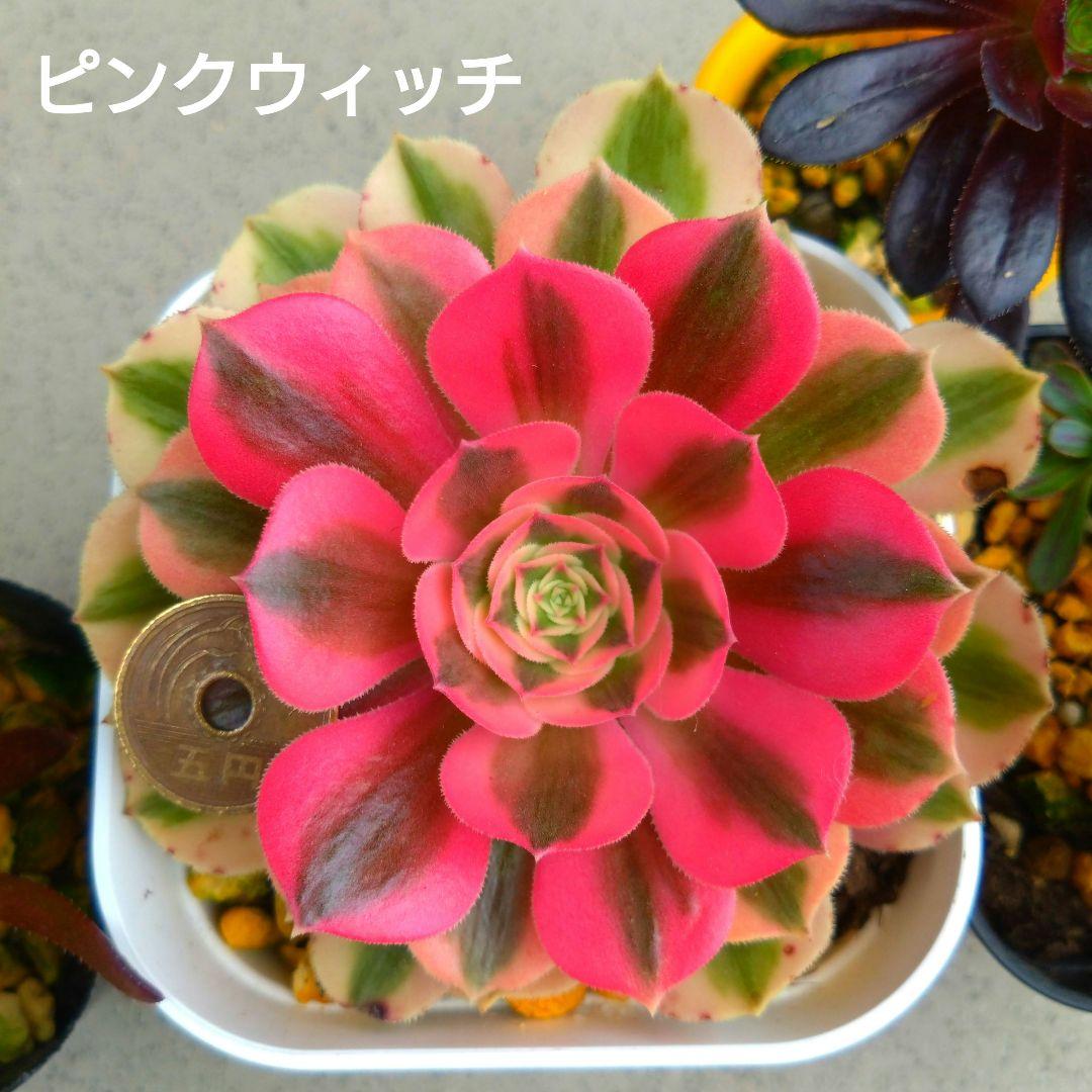 多肉植物アエオニウム