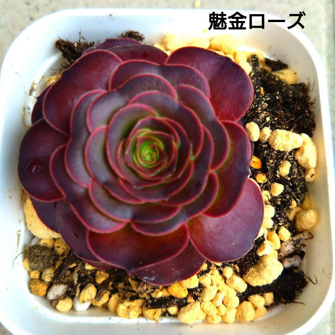 多肉植物アエオニウム