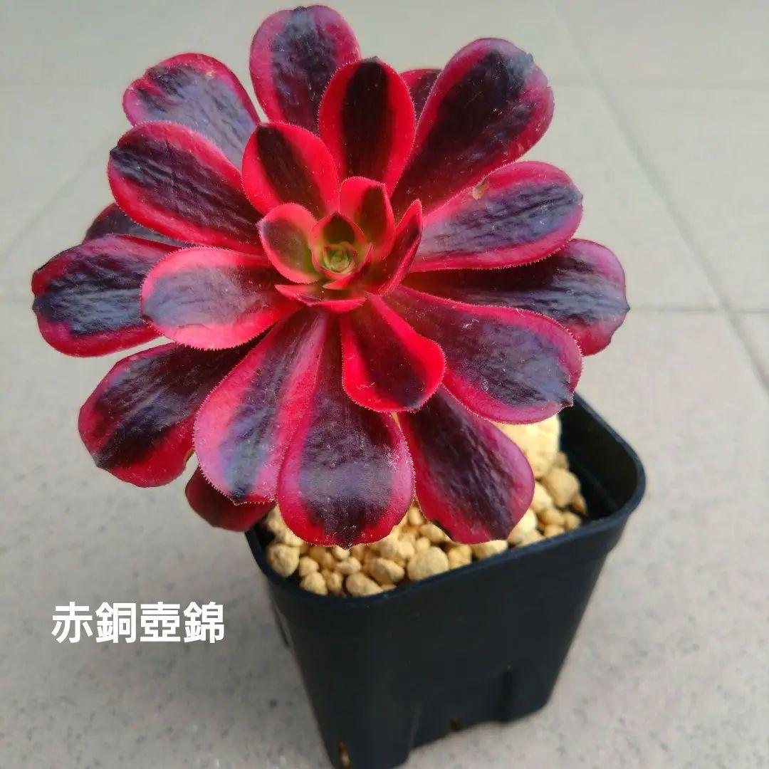 多肉植物アエオニウム