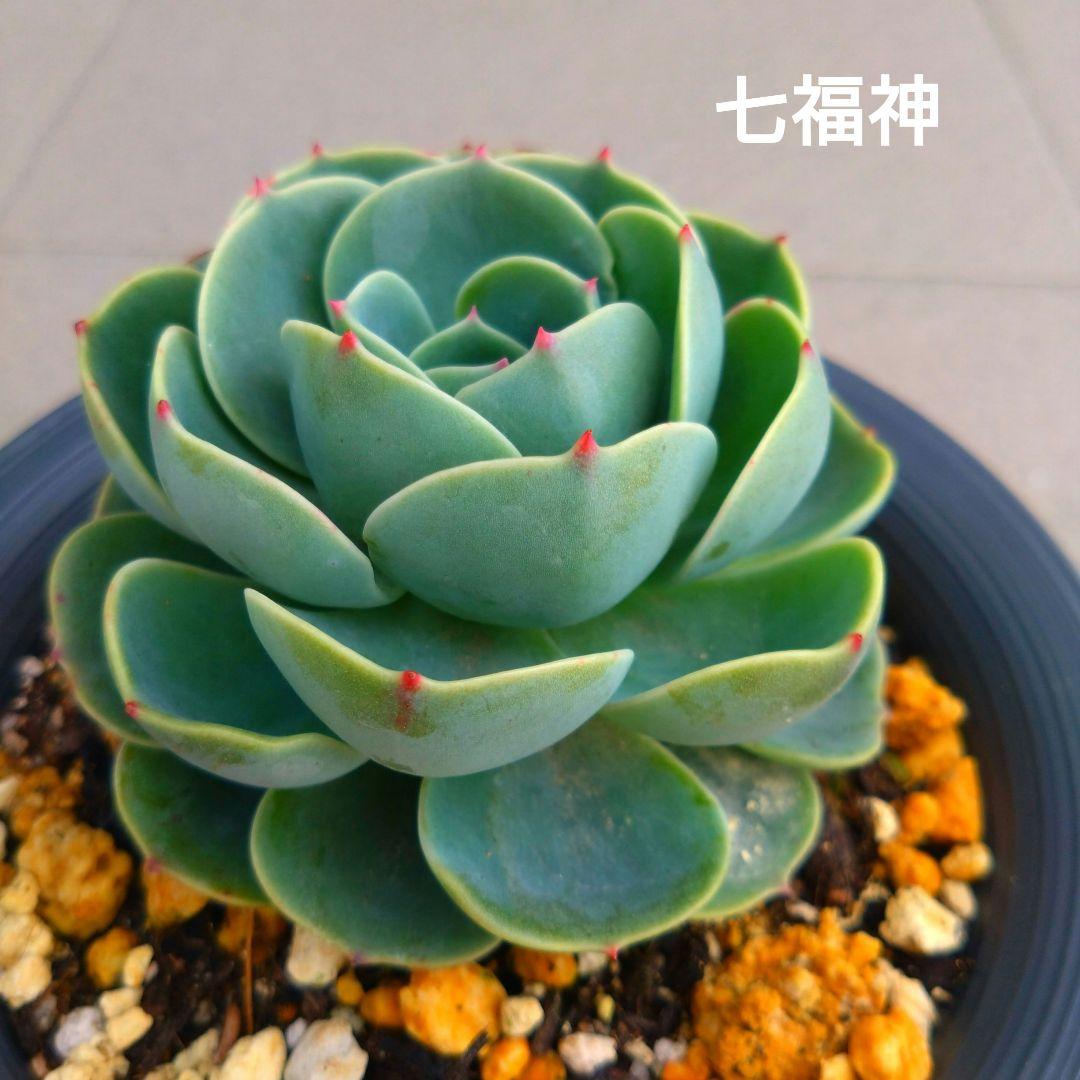 多肉植物アエオニウム