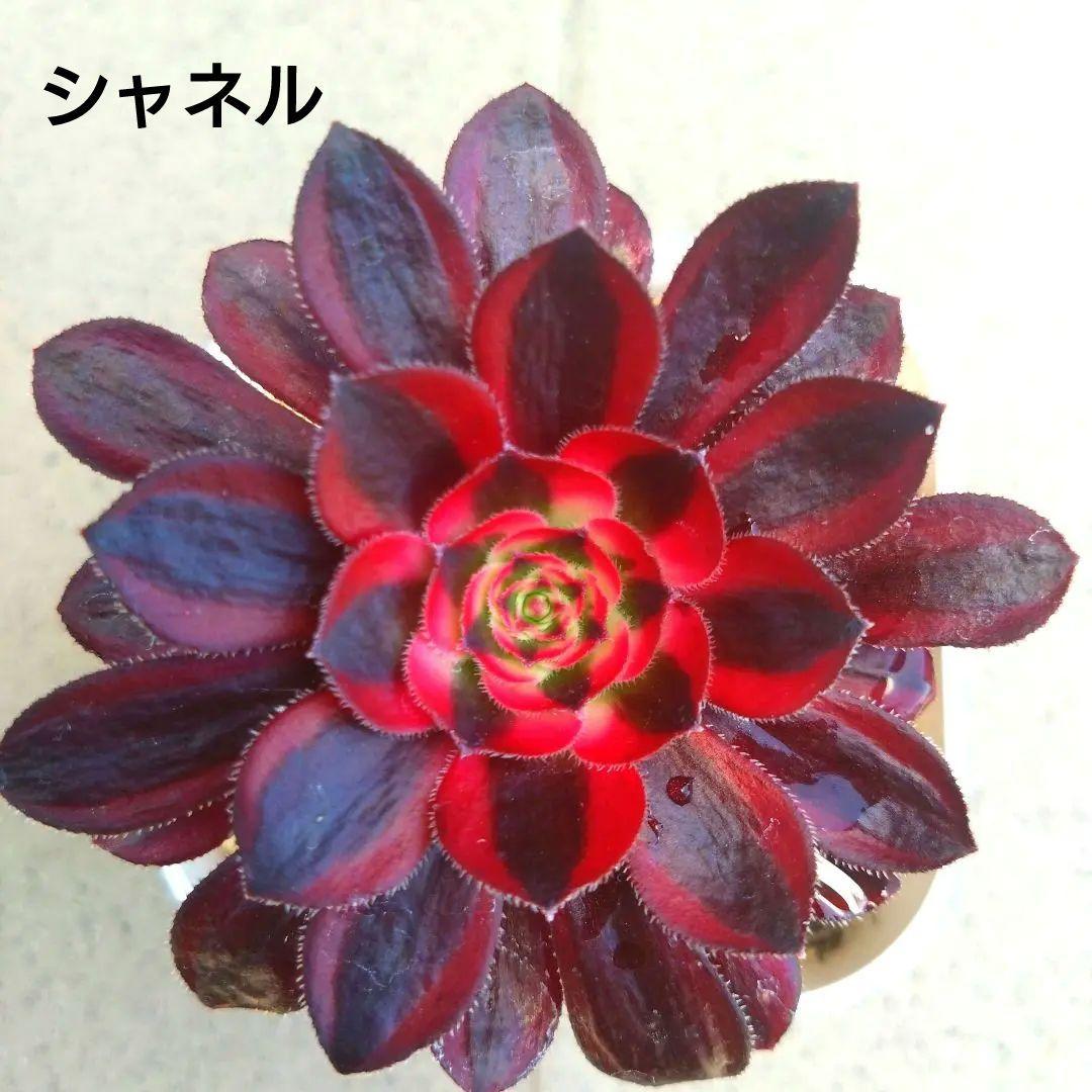 多肉植物アエオニウム