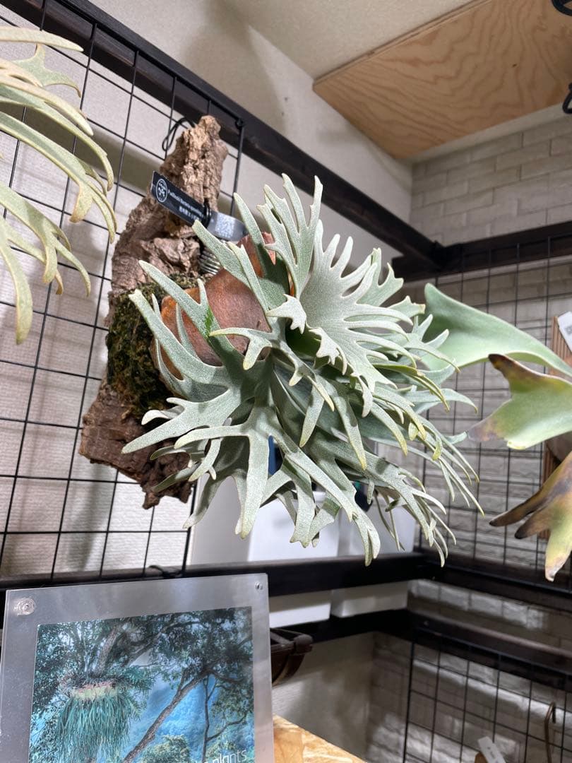 12/1本日のみ45000→40000ビカクシダ　bacteria spore