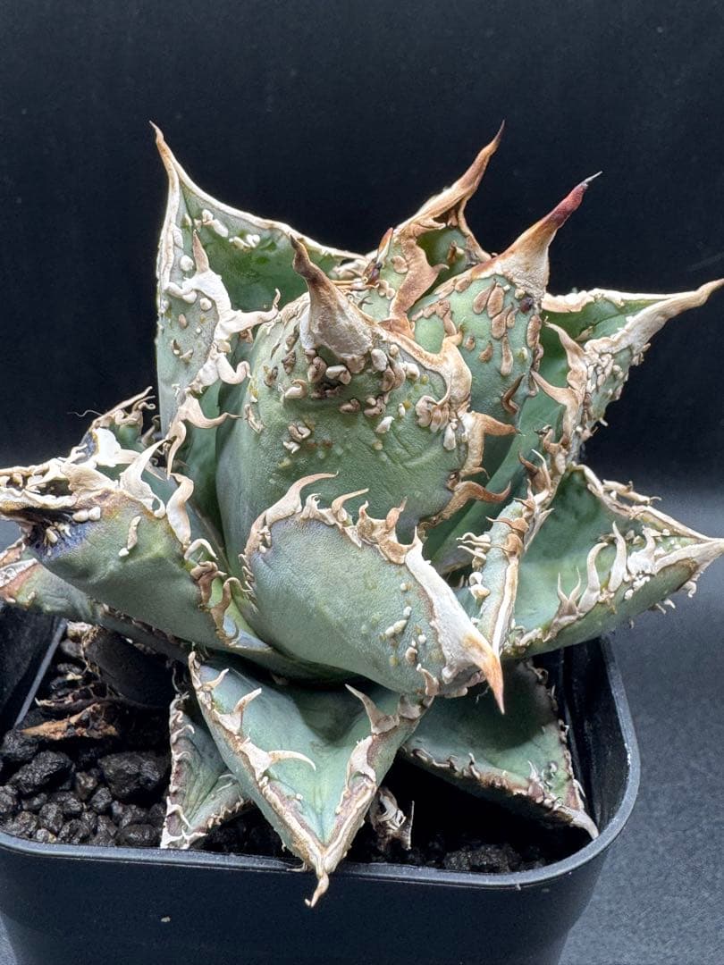 アガベ 金蟾 子株 良血統