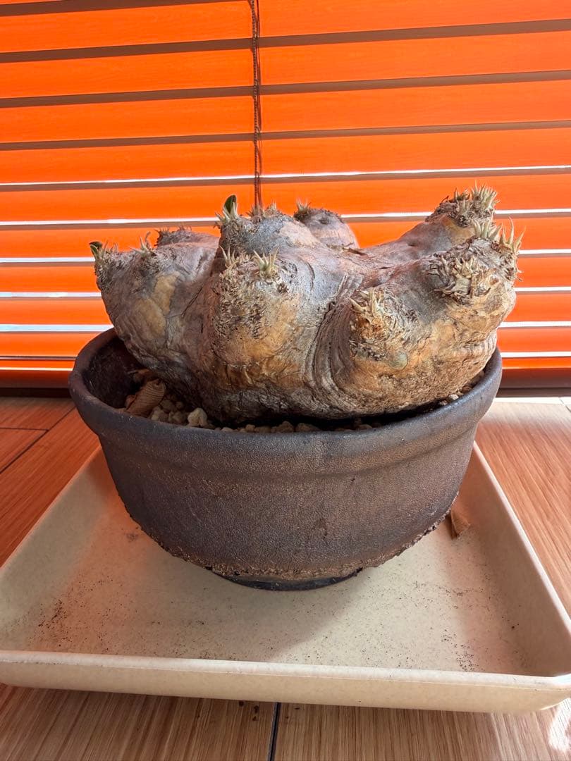 パキポディウム 恵比寿笑い