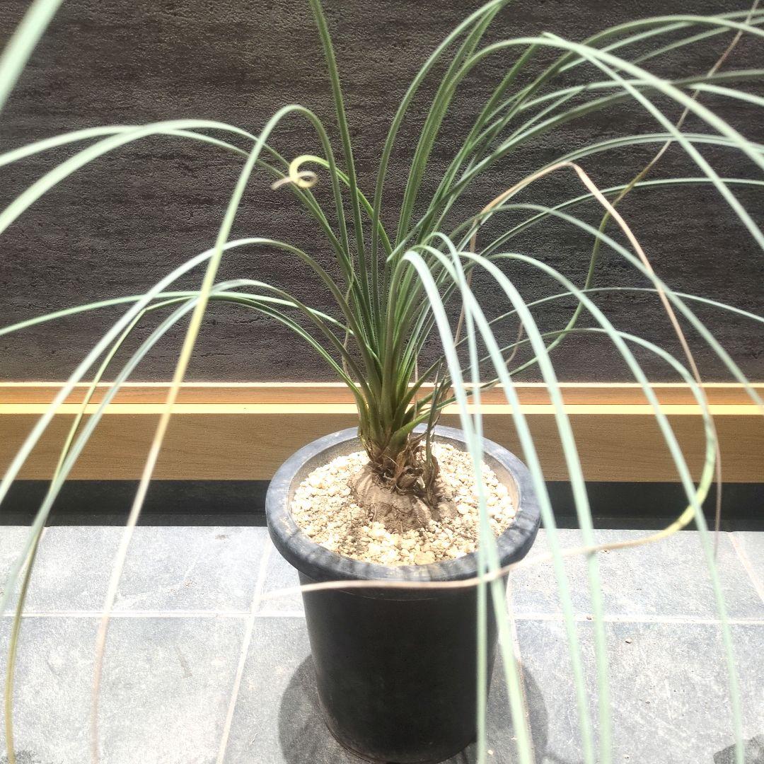 カリバナス フーケリー 大株　珍奇植物　コーデックス フーケリー サボテン