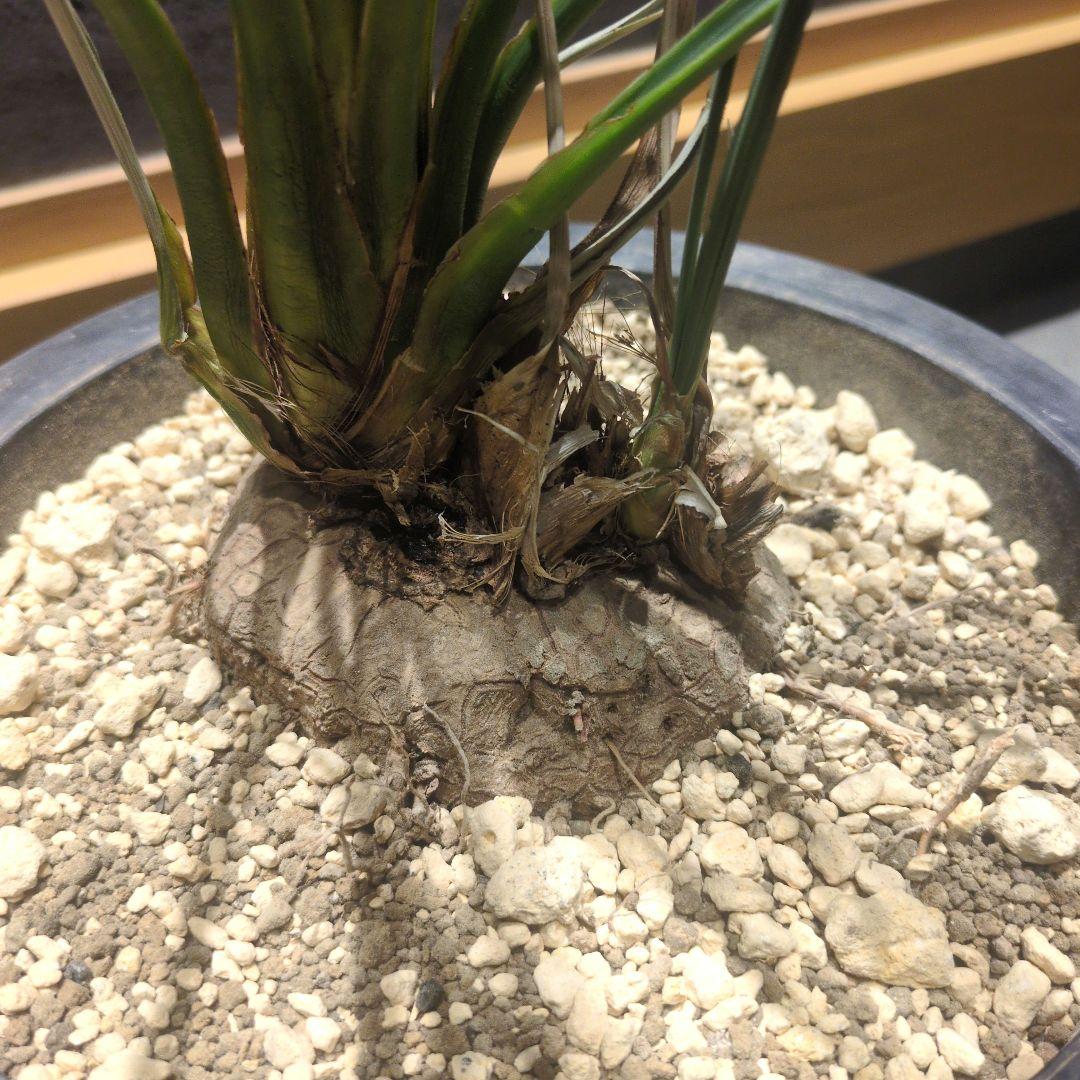 カリバナス フーケリー 大株　珍奇植物　コーデックス フーケリー サボテン