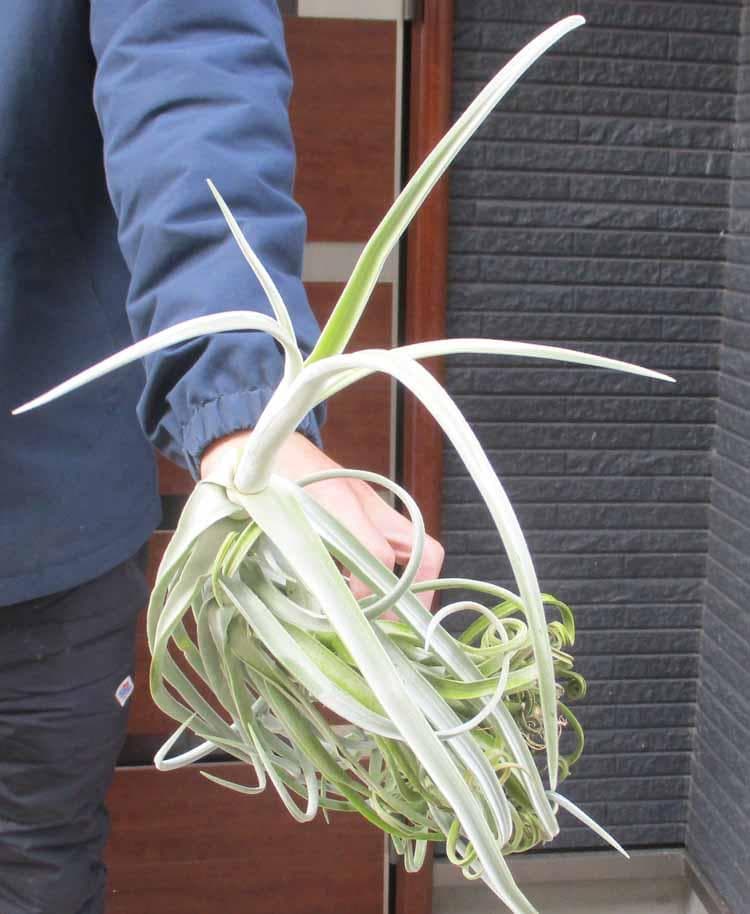 【現品】ティランジア・ドゥラティ（チランジア・ドラティ）SH番