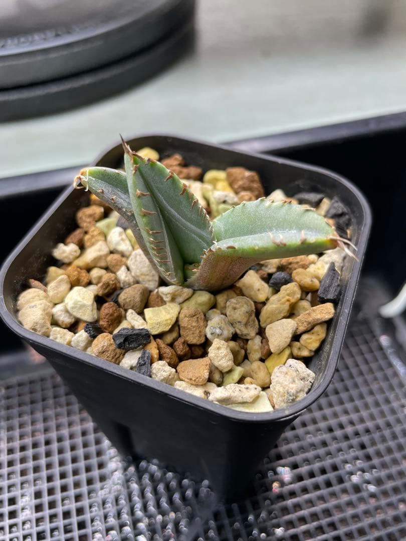 大御所　アガベ　大白鯊　ホオジロザメ　星空