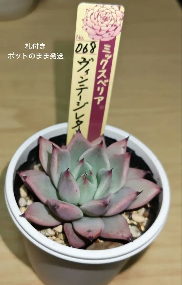 おらいさんミックスベリア　ヴィンテージレター札付き