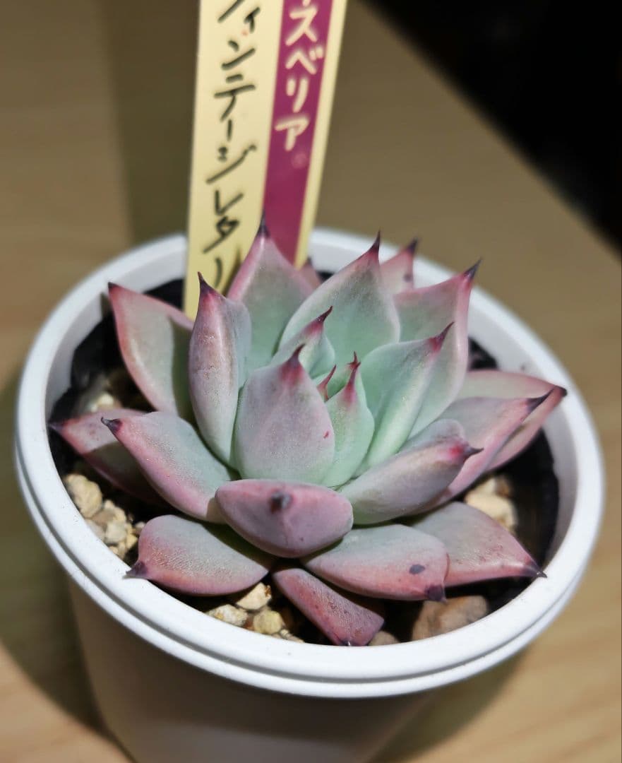 おらいさんミックスベリア　ヴィンテージレター札付き