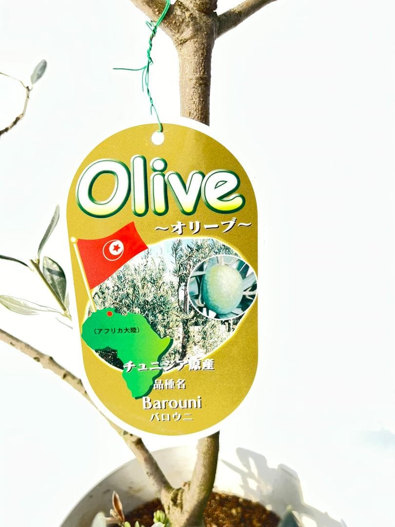 オリーブの木　バロウニ　7号　約130cm　K-306　希少品種　現品掲載