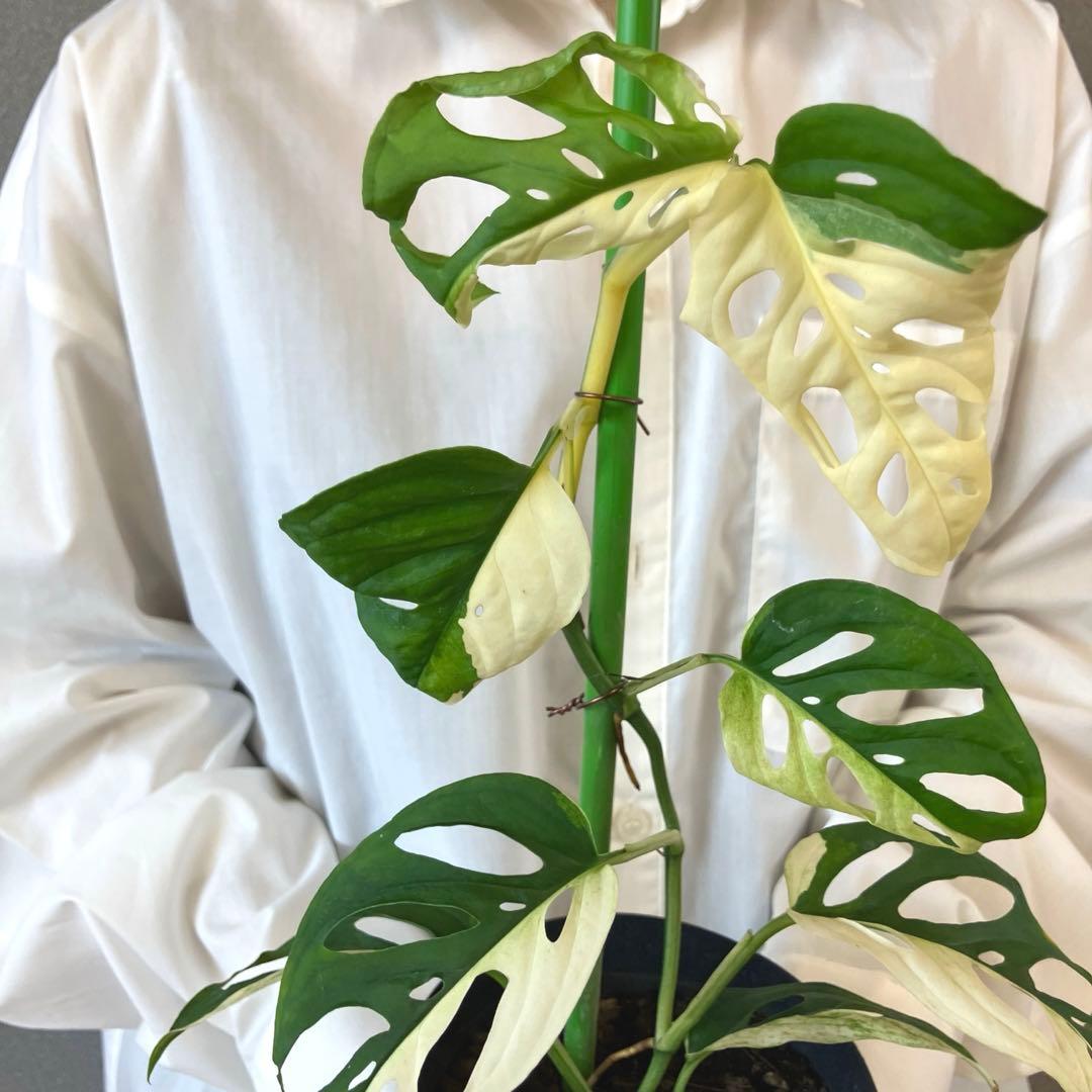 超希少❗️モンステラ　アクミナータ　斑入り✨