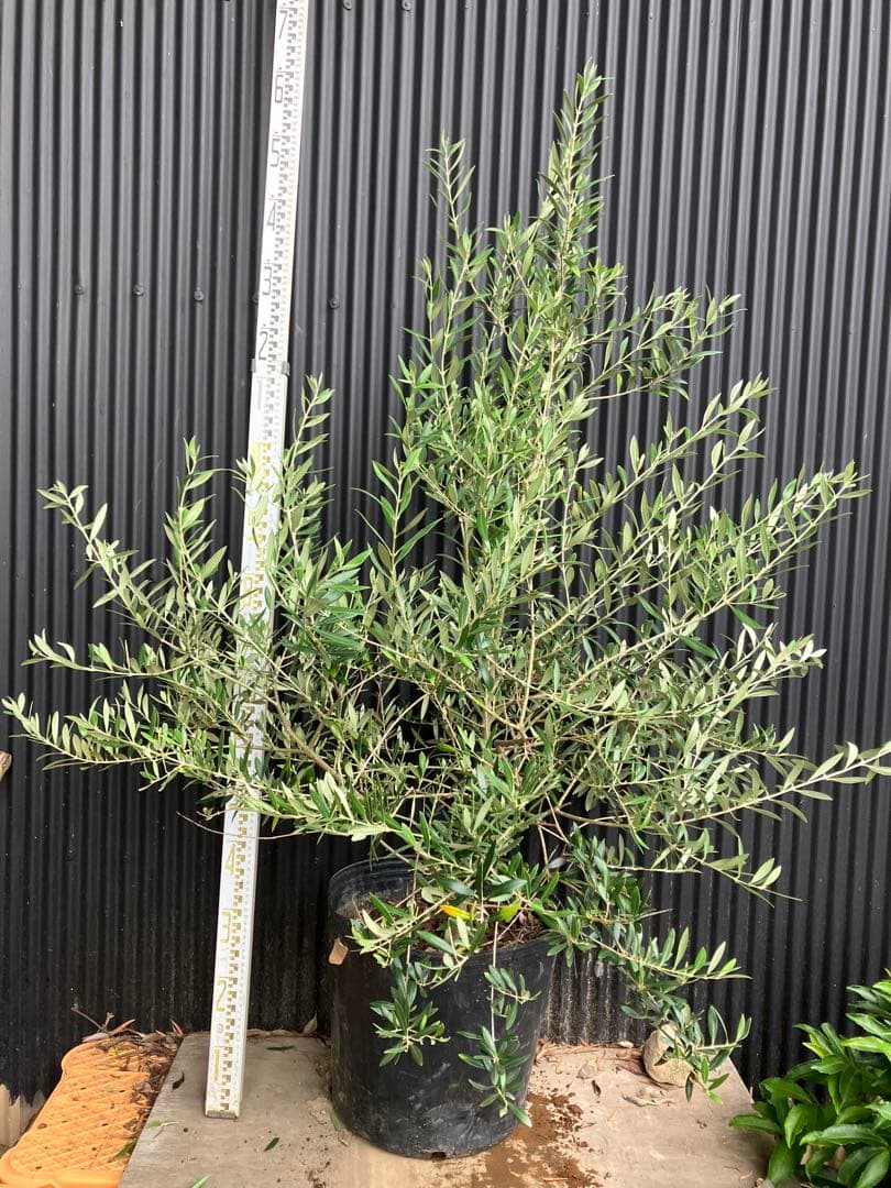 オリーブの木　アルベキナ