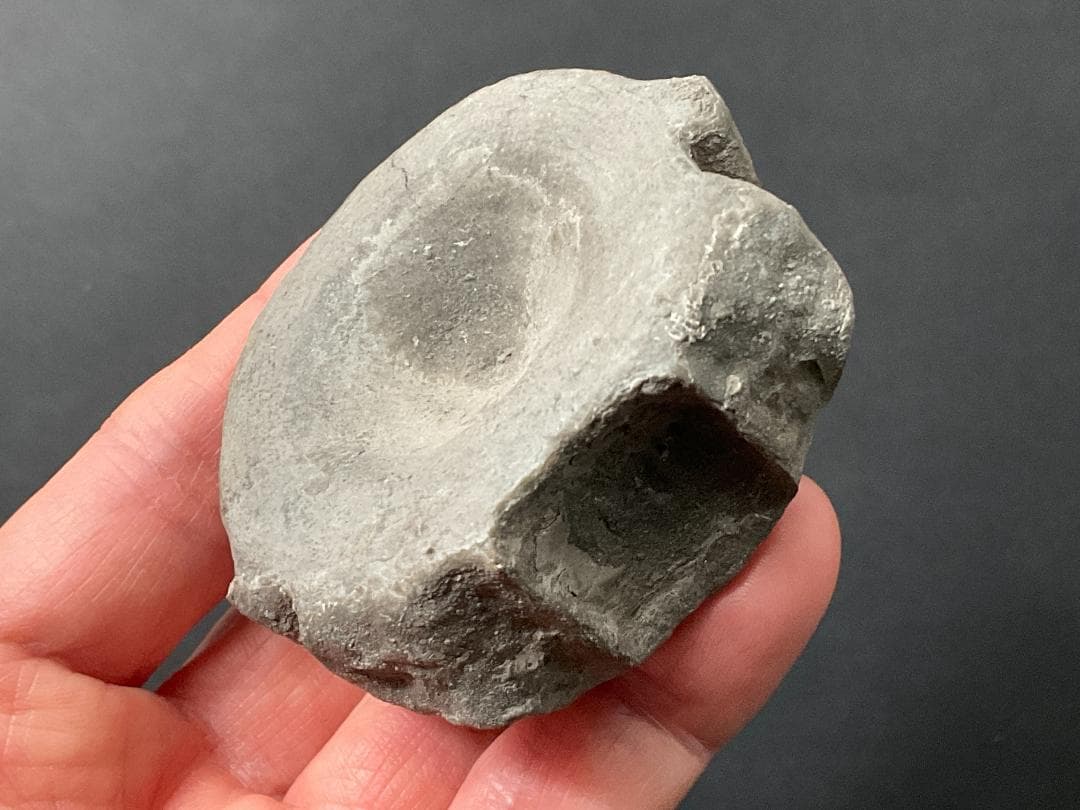 首長竜 化石 プレシオサウルス [PS28] 椎骨 クビナガリュウ 恐竜