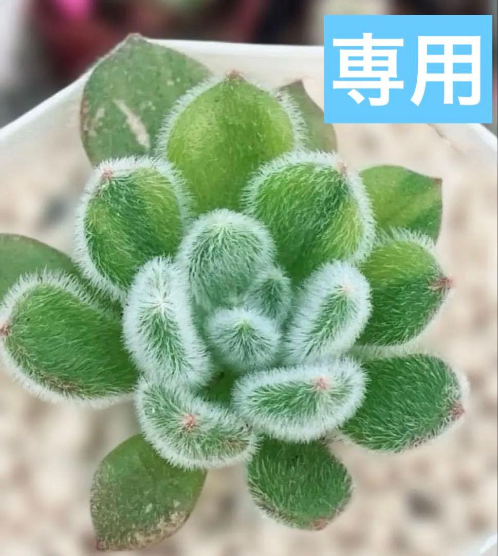 お纏め　多肉植物　錦司晃錦　カット　カキコ