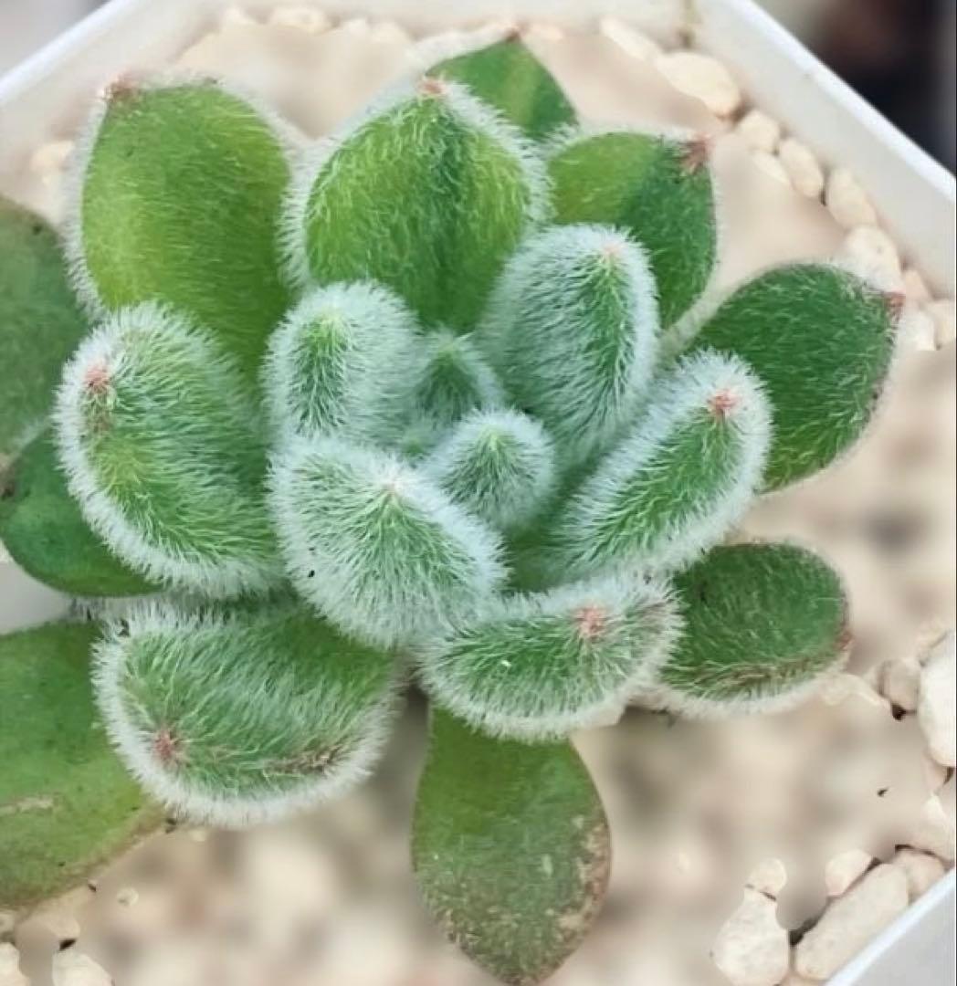 お纏め　多肉植物　錦司晃錦　カット　カキコ