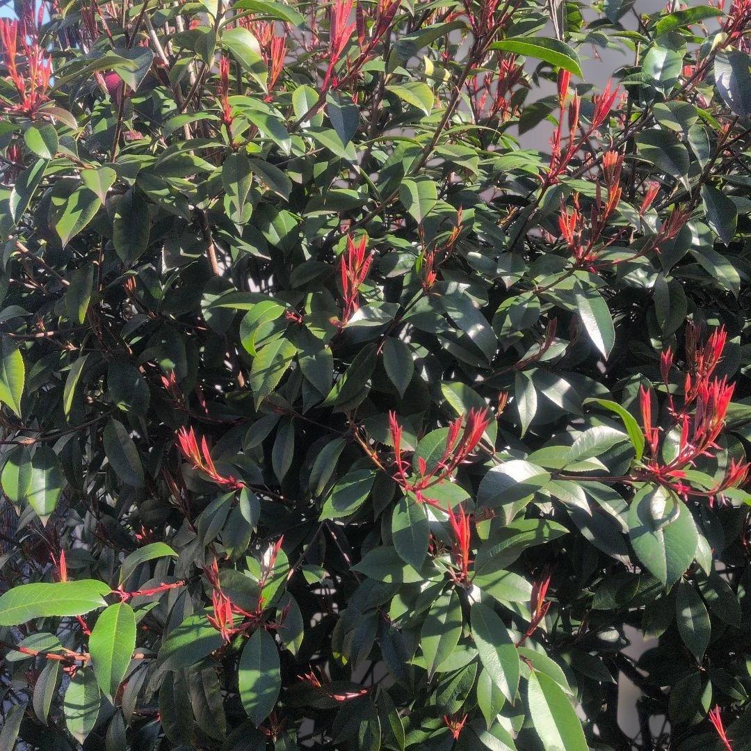 アカメ　ベニカナモメチ　レッドロビン　植木　庭木　ガーデニング　◇即購入×◇