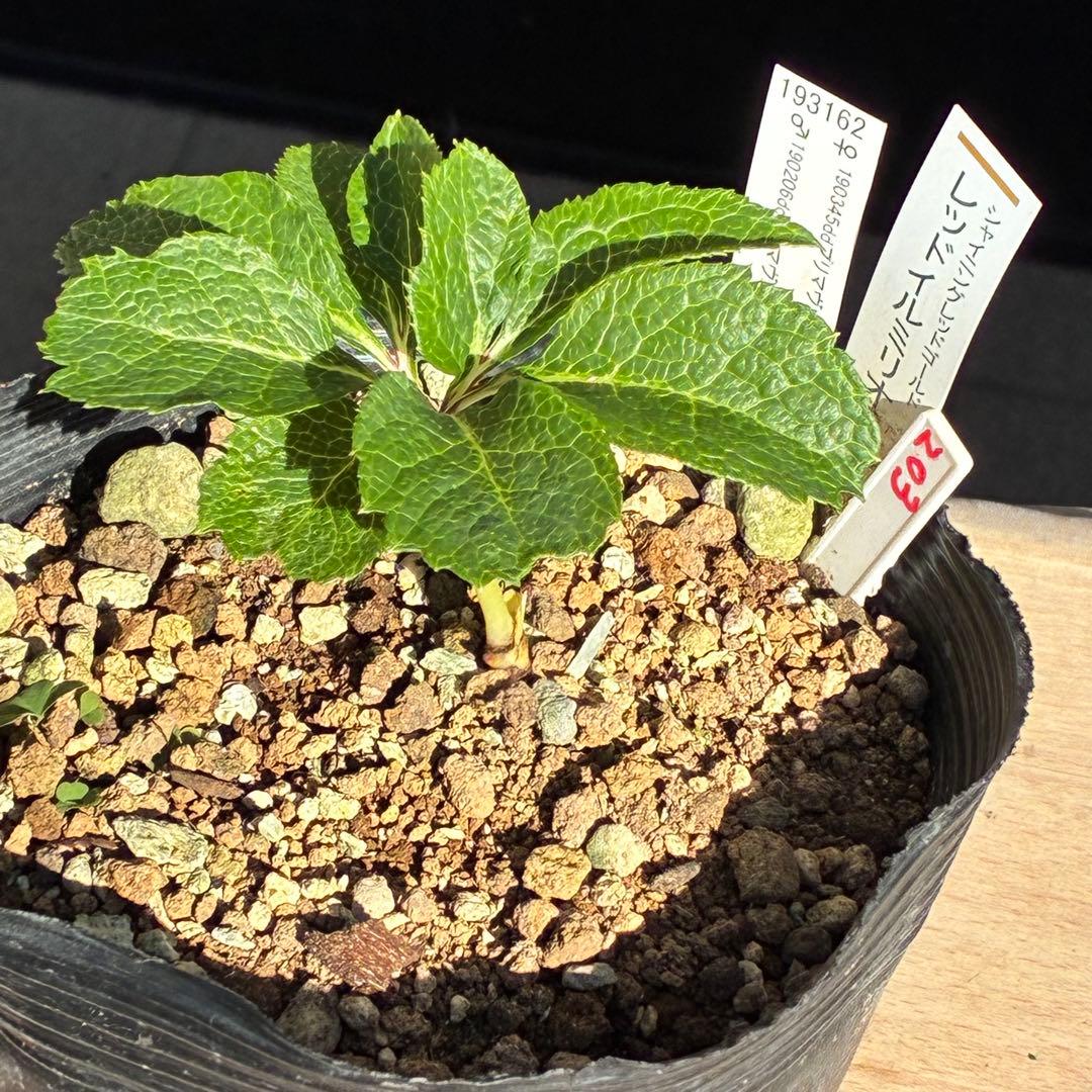 ま*️様 ❤️根充実❤️新芽❤️203タグ付【レッドイルミリオン】シャイニングレ