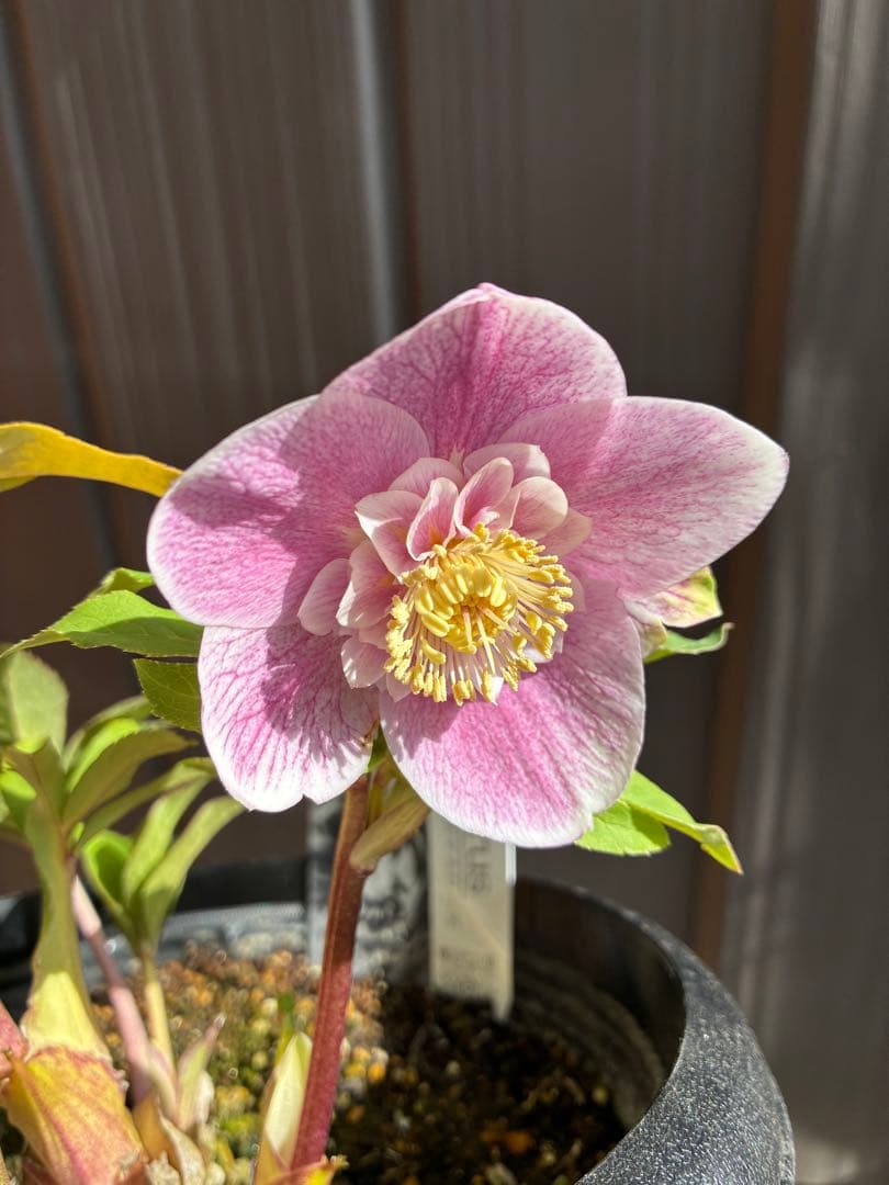 ♡広瀬園芸♡ 充実株シリーズ③ベビーピンクセミダブル　ソレイユ系