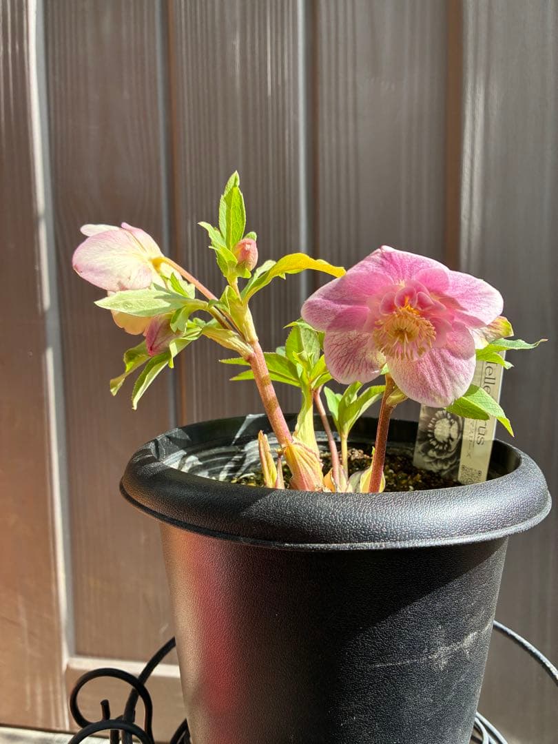 ♡広瀬園芸♡ 充実株シリーズ③ベビーピンクセミダブル　ソレイユ系