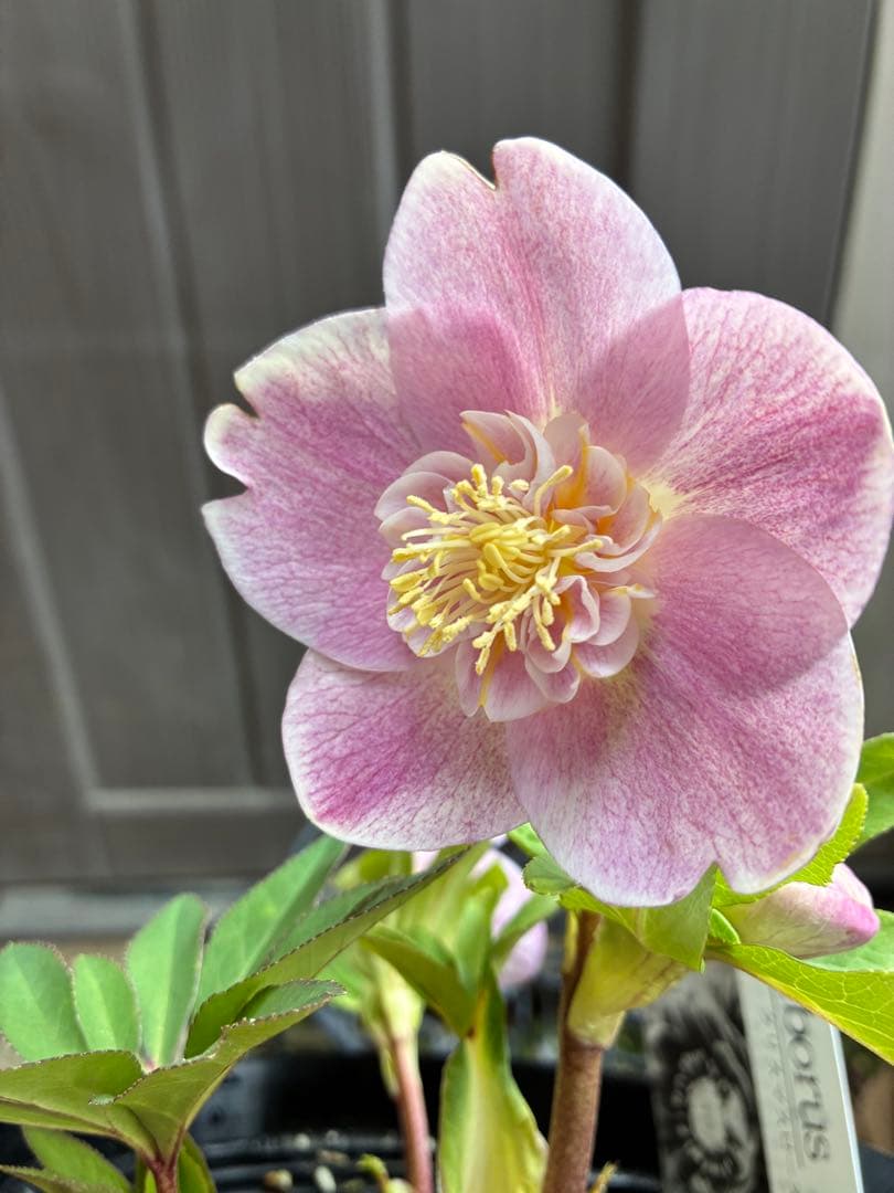 ♡広瀬園芸♡ 充実株シリーズ③ベビーピンクセミダブル　ソレイユ系