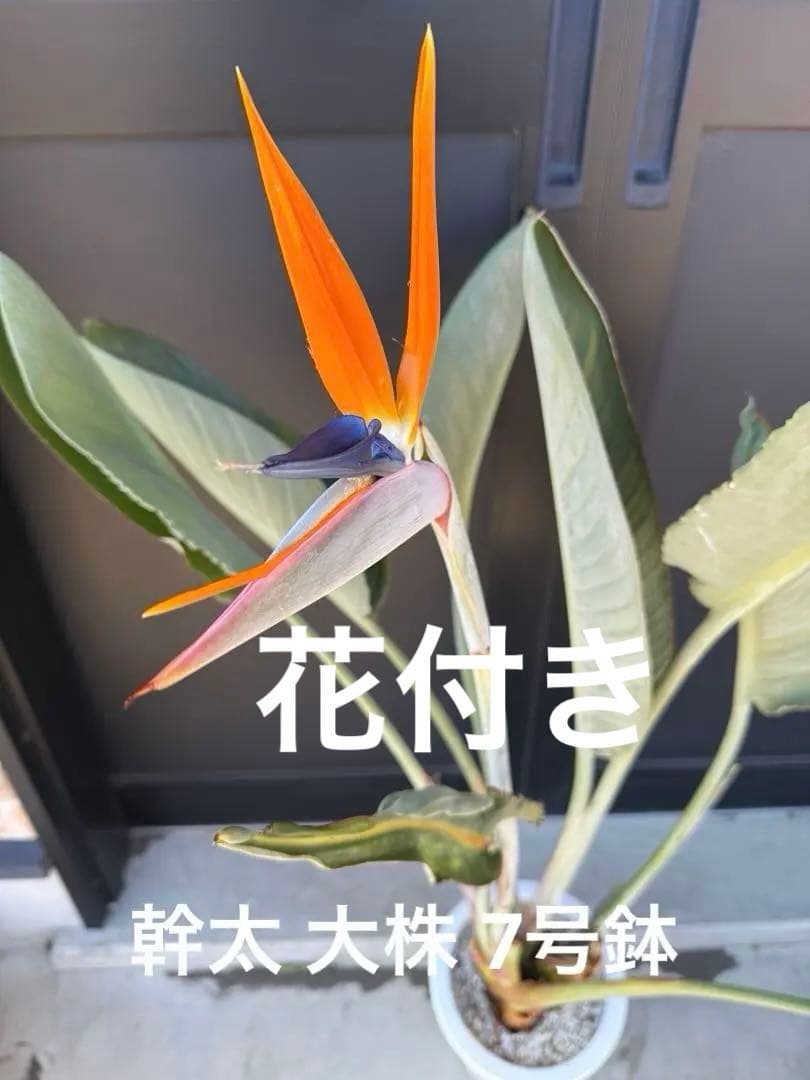 ストレチア レギネ 幹太 大株 7号鉢 観葉植物 極楽鳥花 花付き