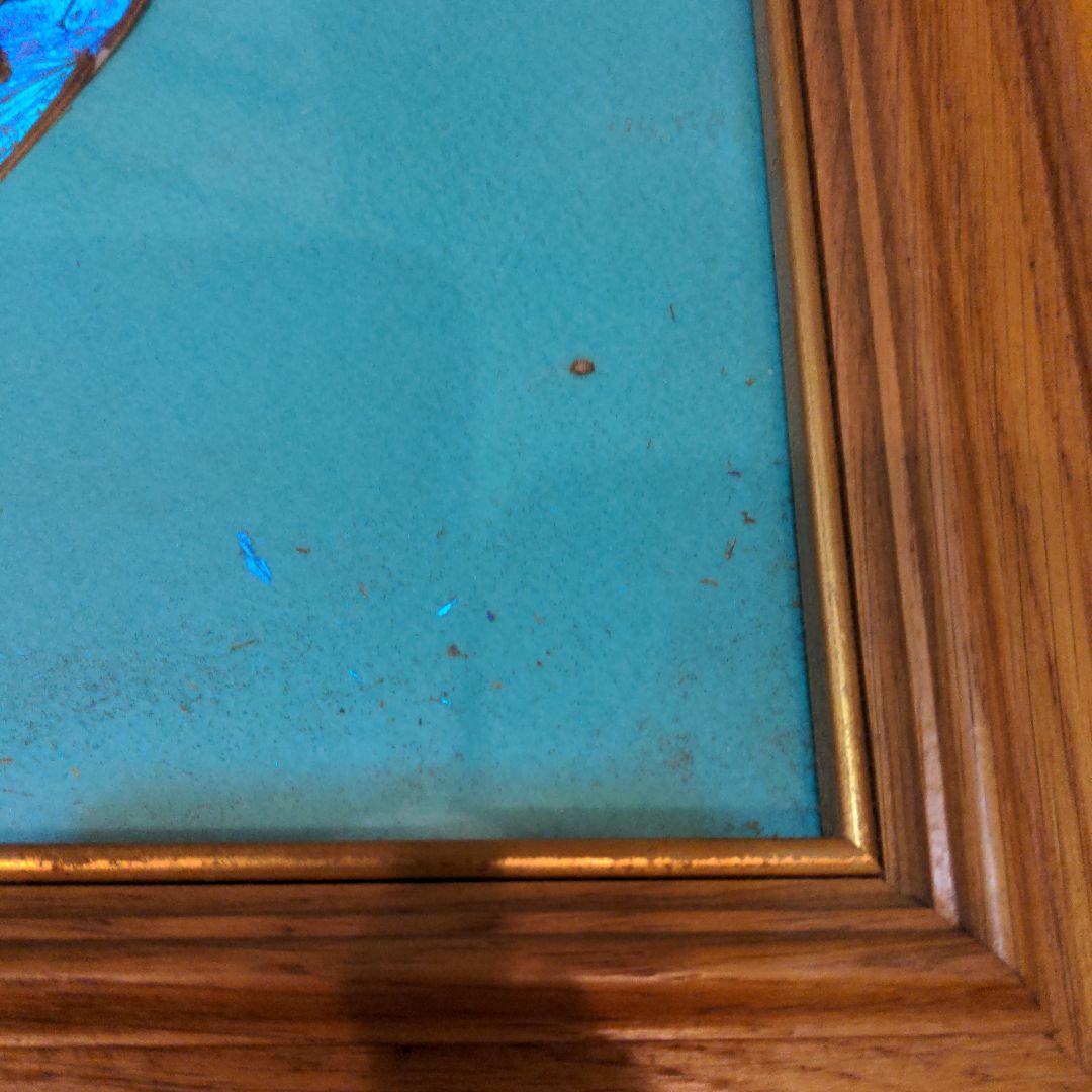 モルフォ蝶 アート 額縁付