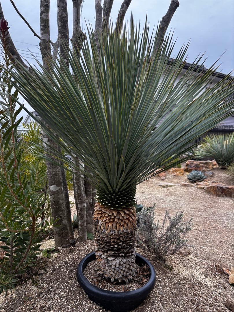 いぬ　太株　ユッカロストラータ　ブルーサンダー　タグ付き