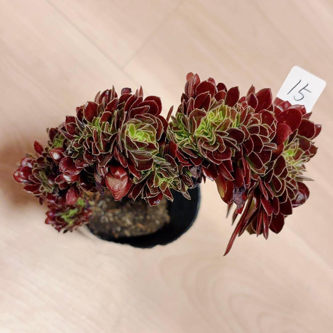 15#多肉植物アエオニウム❤️カシミヤバイオレットセッカ ❤️ 16cm拔き苗