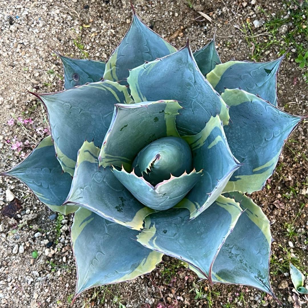 アガベ　オバティサナ・シースター　大株