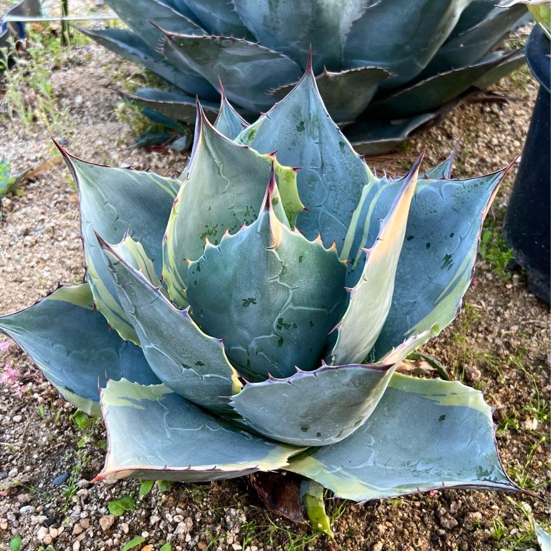 アガベ　オバティサナ・シースター　大株