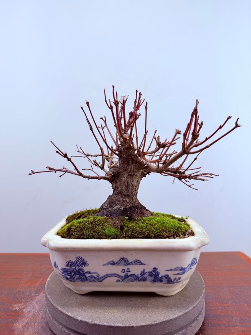 【ガチ盆栽】荒皮もみじ　小品盆栽　太幹