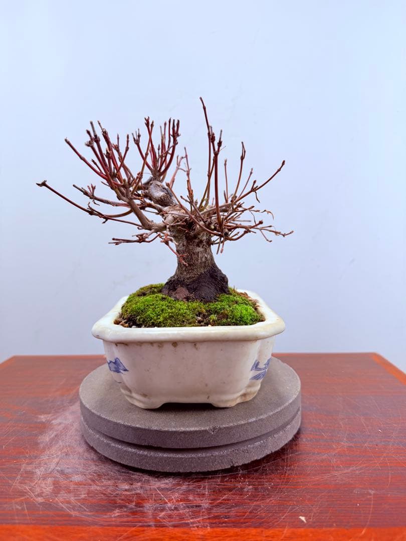 【ガチ盆栽】荒皮もみじ　小品盆栽　太幹