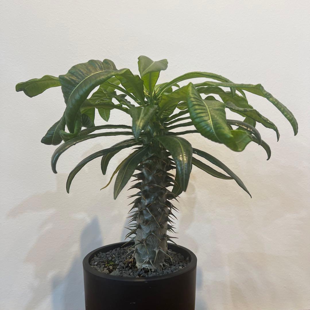 【美株】パキポディウム アンボンゲンセ 国内実生 塊根植物 サボテン